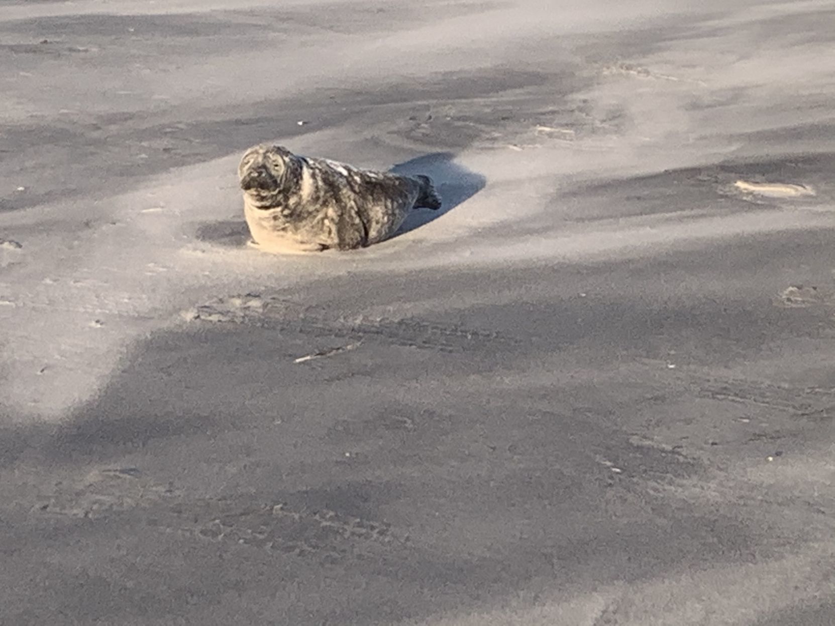 Baby seal resting in Brigantine (copy)